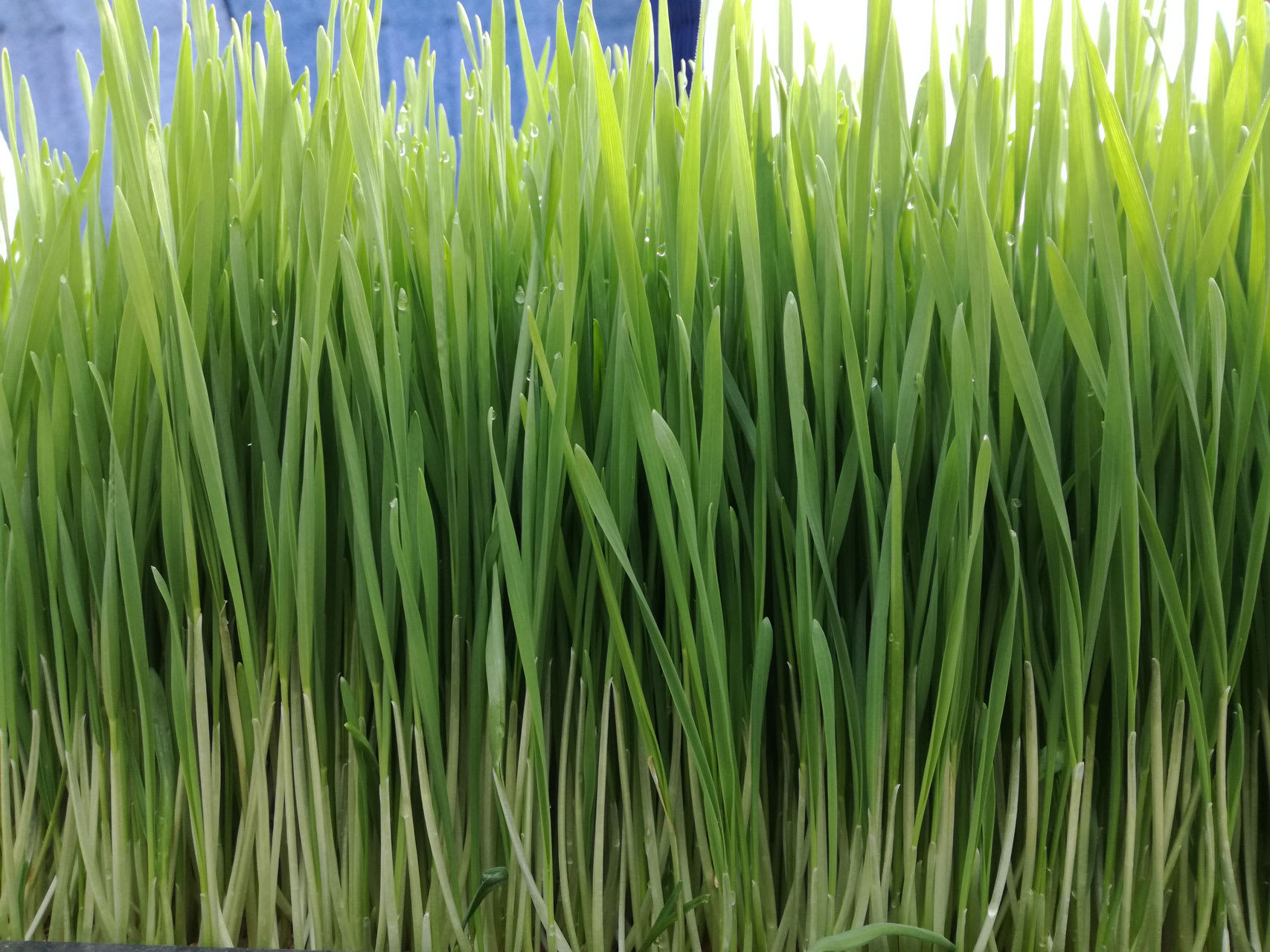 Fresh Organic Wheatgrass